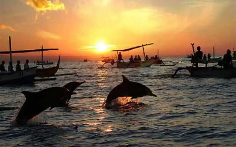 dolphin tour